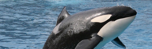 Why are killer whales endangered?