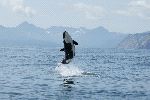 Killer Whale Calf Making High Jump Out Of The Water