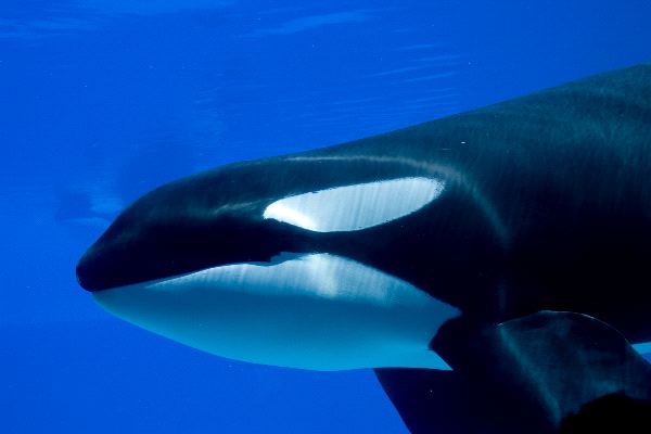 Killer Whale Close-up - Orcinus Orca