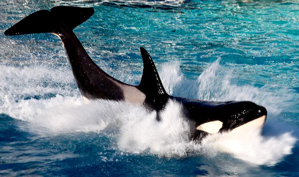 Killer Whale Completing a Jump