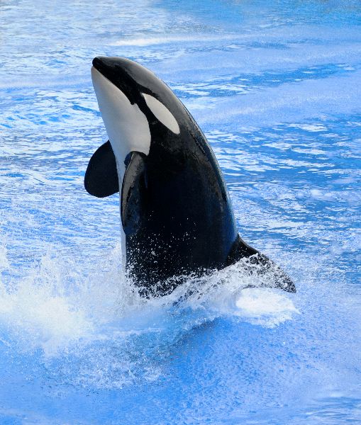 Killer Whale During a Water Park Show