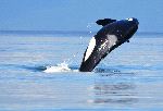 Orca Near Vancouver Canada - Orcinus Orca