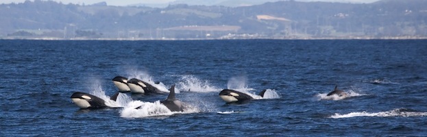 Sentidos de las Orcas