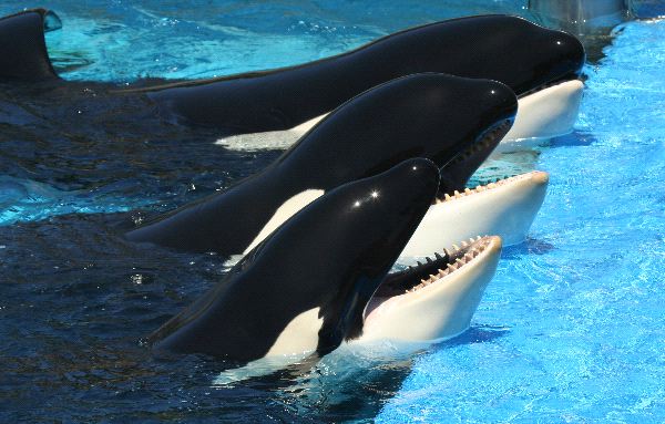 Three Killer Whales Being Trained