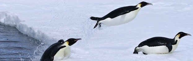 ¿Qué comen las Orcas?