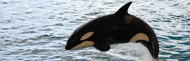 Conservación de las Orcas