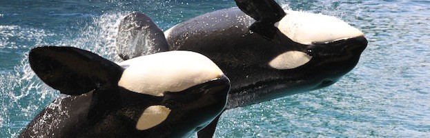 Humans and Killer Whales
