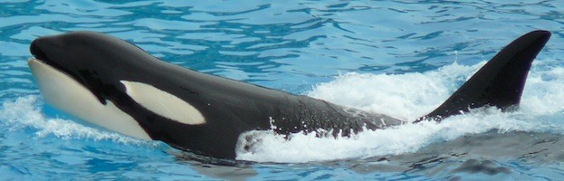 Información sobre Orcas