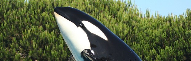 Killer Whale Pictures