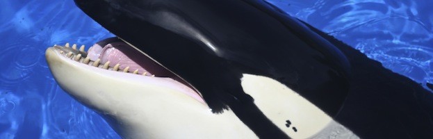 Killer Whale Research