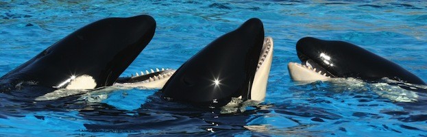 Killer Whale Social Structure