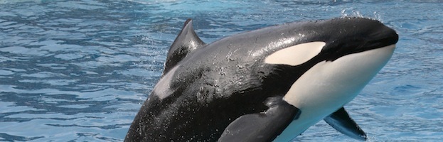 Taxonomía de las Orcas