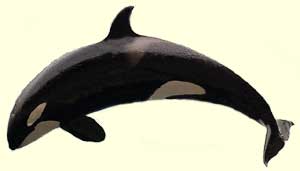 top orca facts